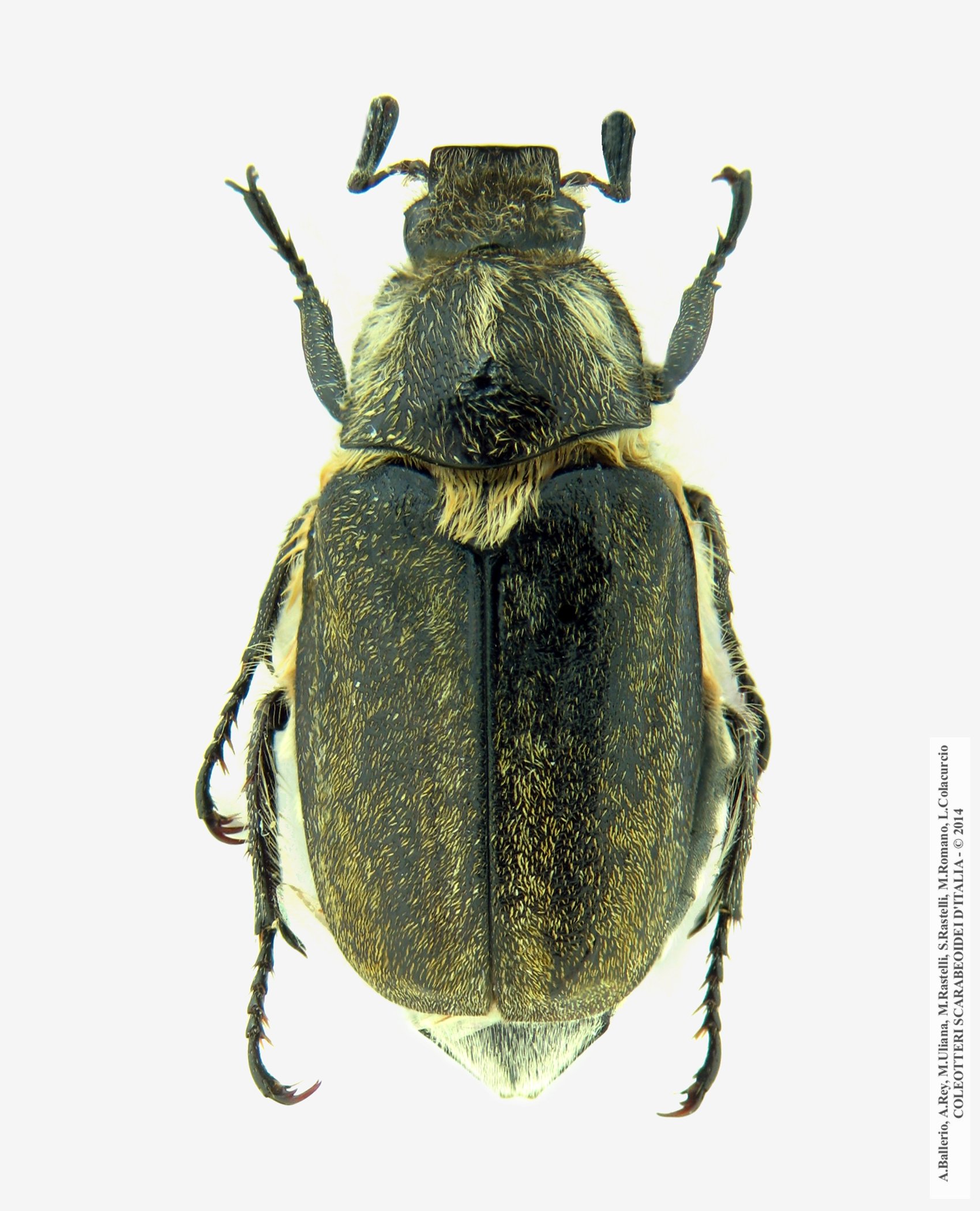 Anoxia scutellaris sicula, maschio 